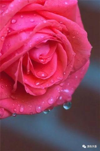 水晶玫瑰最新爆料图片高清,高清爆料图揭秘神秘魅力